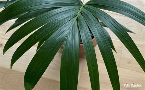 kentia palms watering season